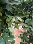 IMG_20180804_173823.jpg