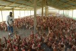 My-initial-capital-was-Ksh-170-000-which-I-used-to-buy-1000-broilers-drugs-and-chicken-meals.-...jpg