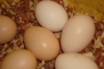 Eggs.JPG