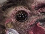 Fleas.jpg