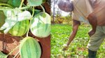 melon-696x387.jpg