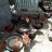 Pallaza chickens